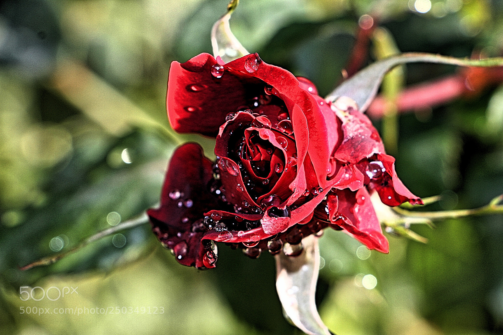 Canon EOS 7D sample photo. Drops photography