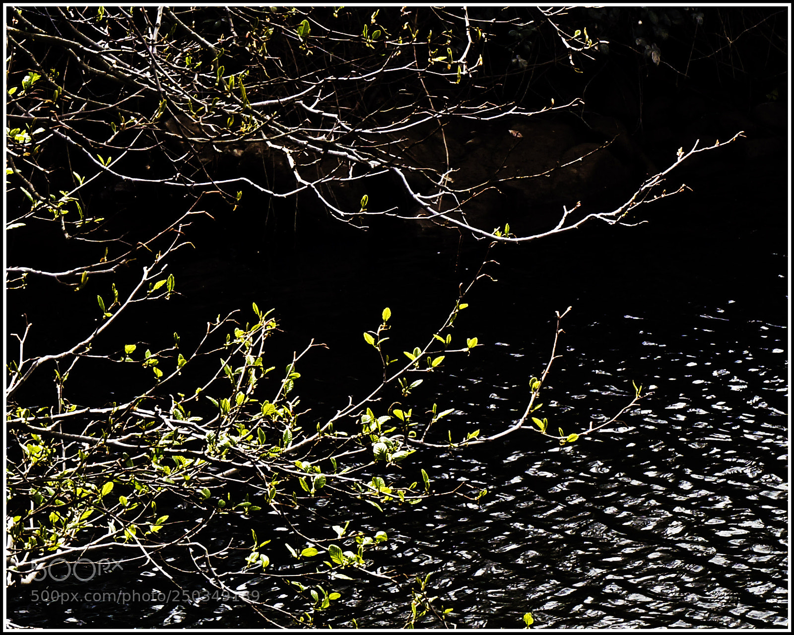 Sony Alpha NEX-6 sample photo. The zen of spring photography