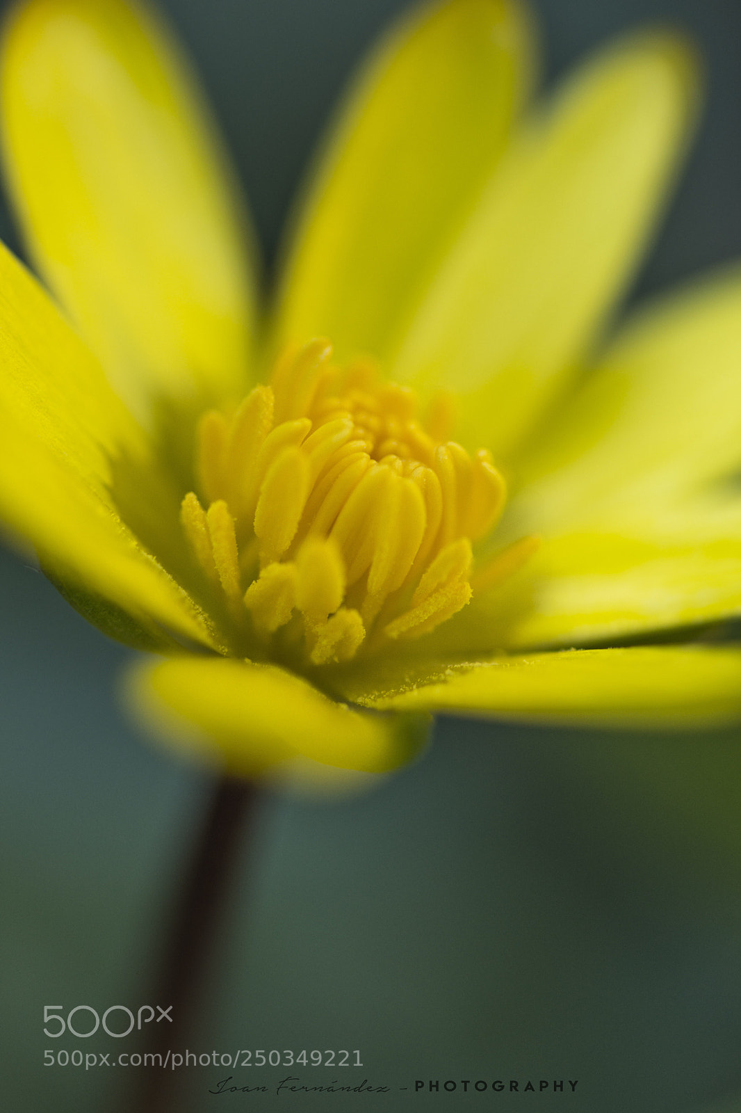 Nikon D7200 sample photo. Yellow flower photography