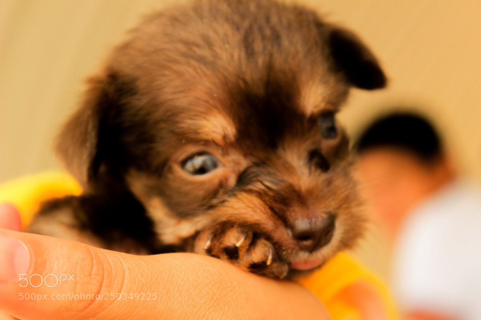 Canon EOS 600D (Rebel EOS T3i / EOS Kiss X5) sample photo. Cachorro. photography