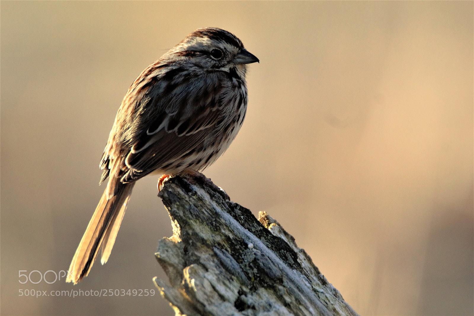 Canon EOS 60D sample photo. Sparrow on stump photography