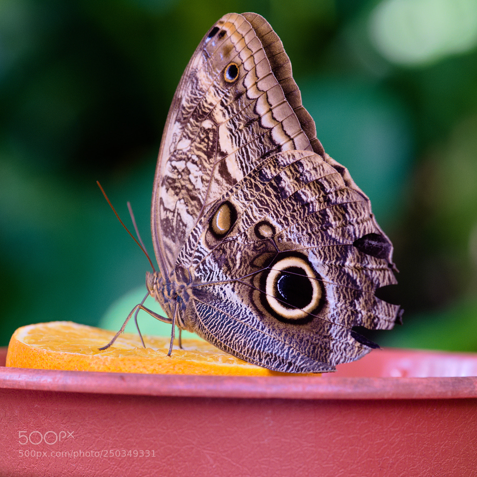Fujifilm X-T20 sample photo. Feeding butterfly photography