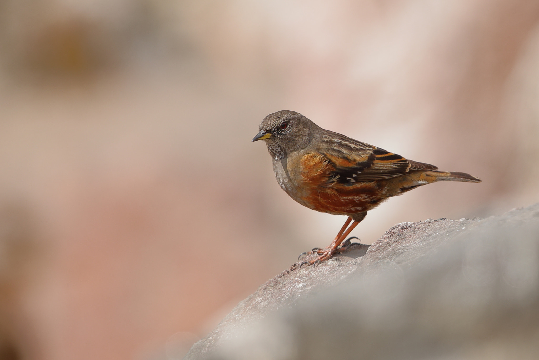 Canon EF 500mm F4L IS II USM sample photo. Tawang, india photography