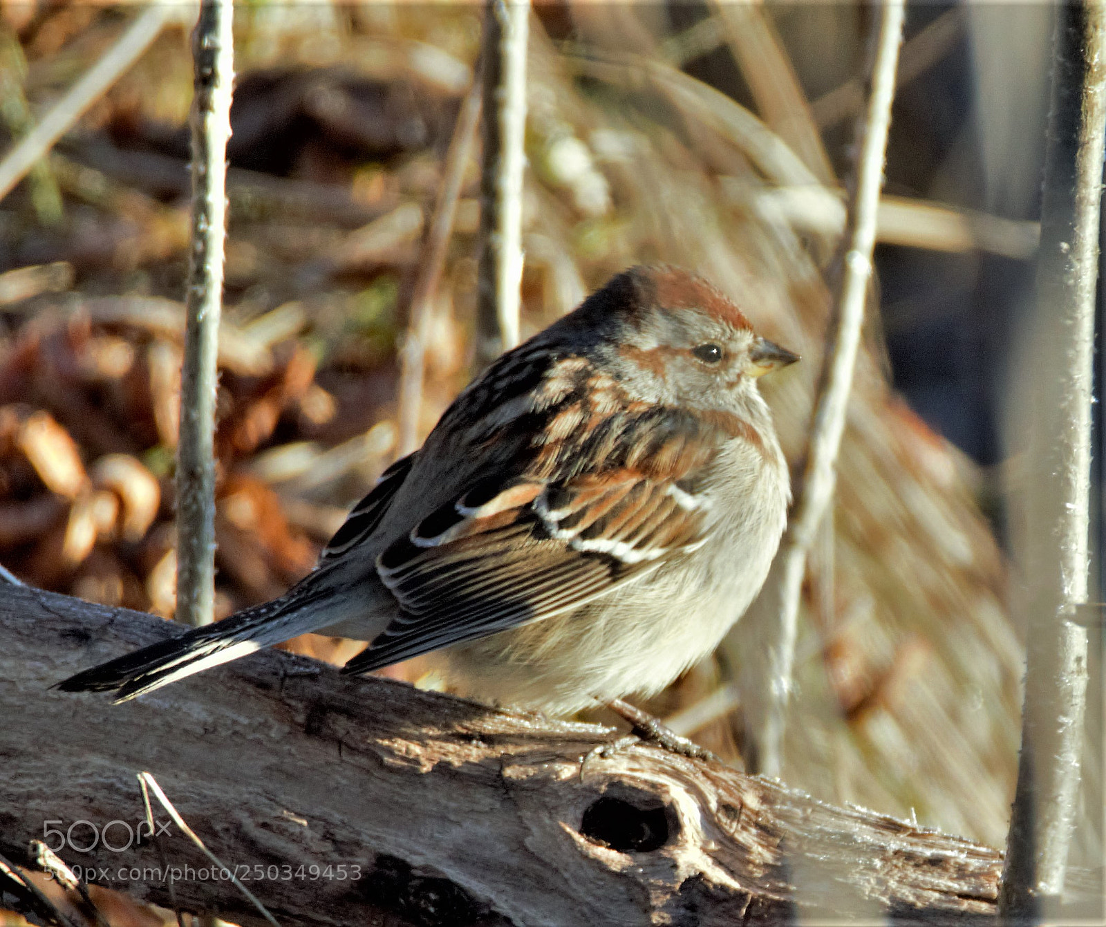Canon EOS 60D sample photo. Sparrow spicer lk spring photography