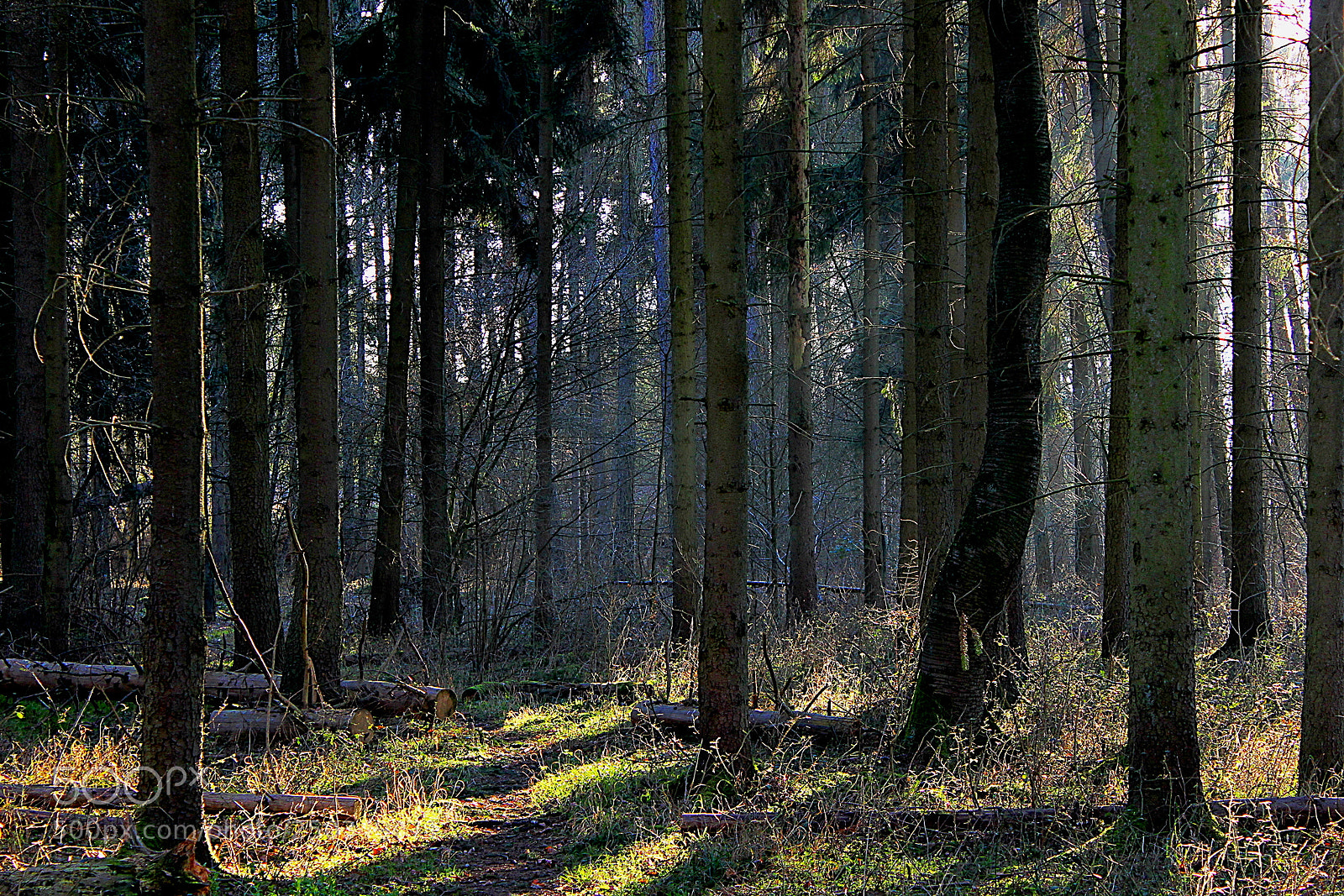 Canon EOS 600D (Rebel EOS T3i / EOS Kiss X5) sample photo. Licht und schatten photography