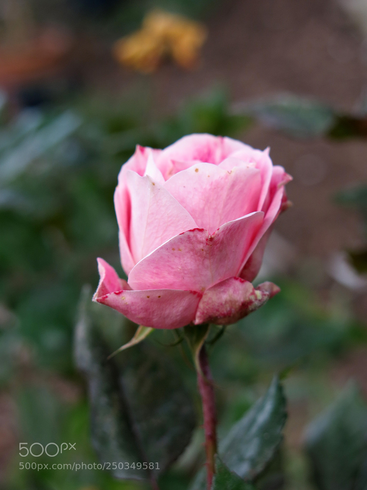 Canon PowerShot G15 sample photo. Pink rose photography