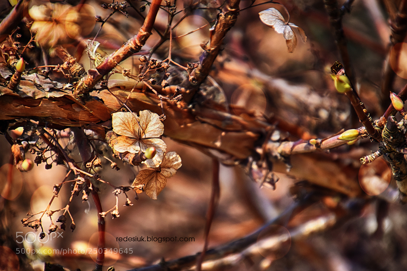 Nikon D5500 sample photo. Http redesiuk.blogspot.com 2018 03 photography