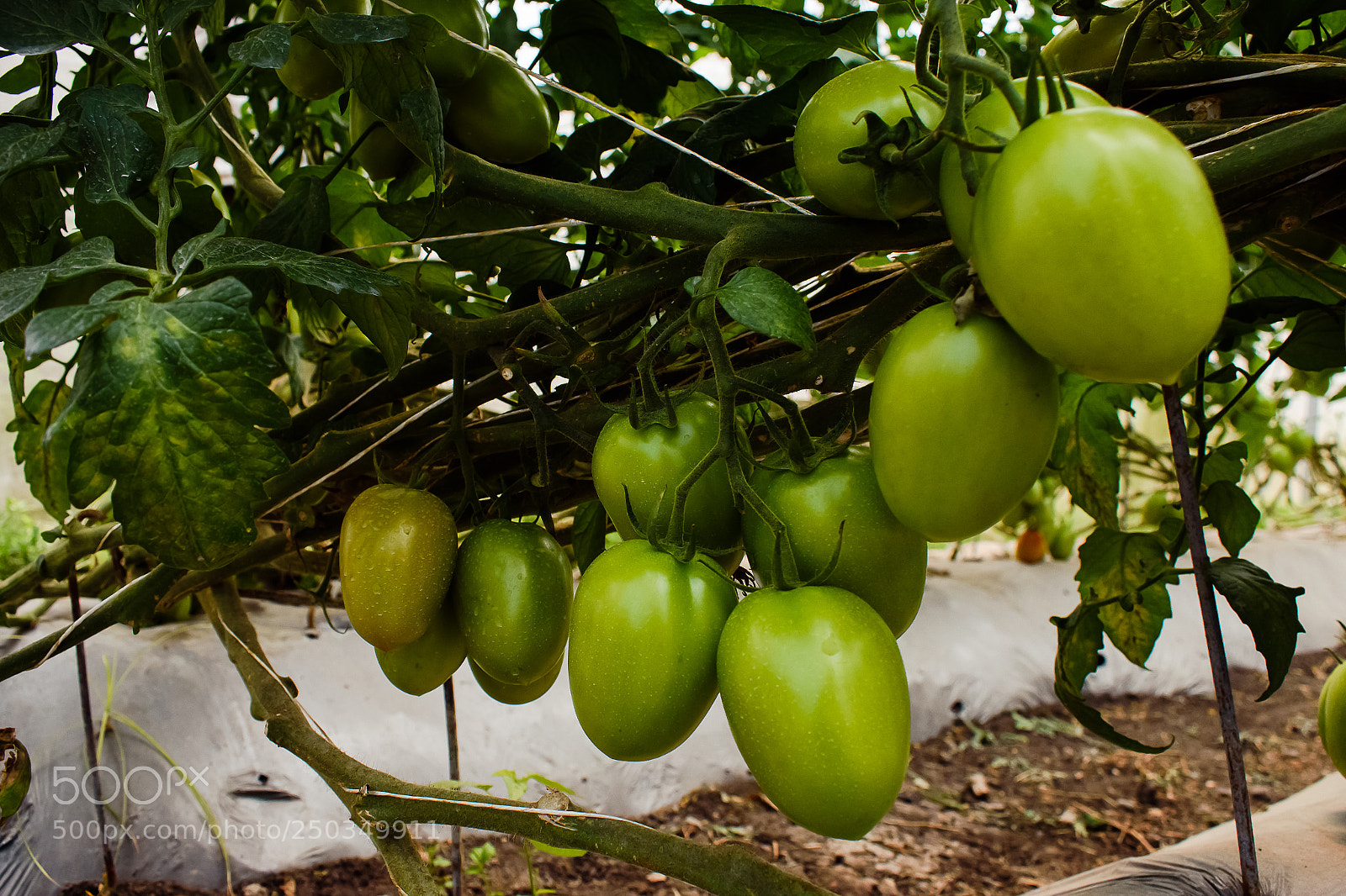 Nikon D5500 sample photo. Green tomatoes photography