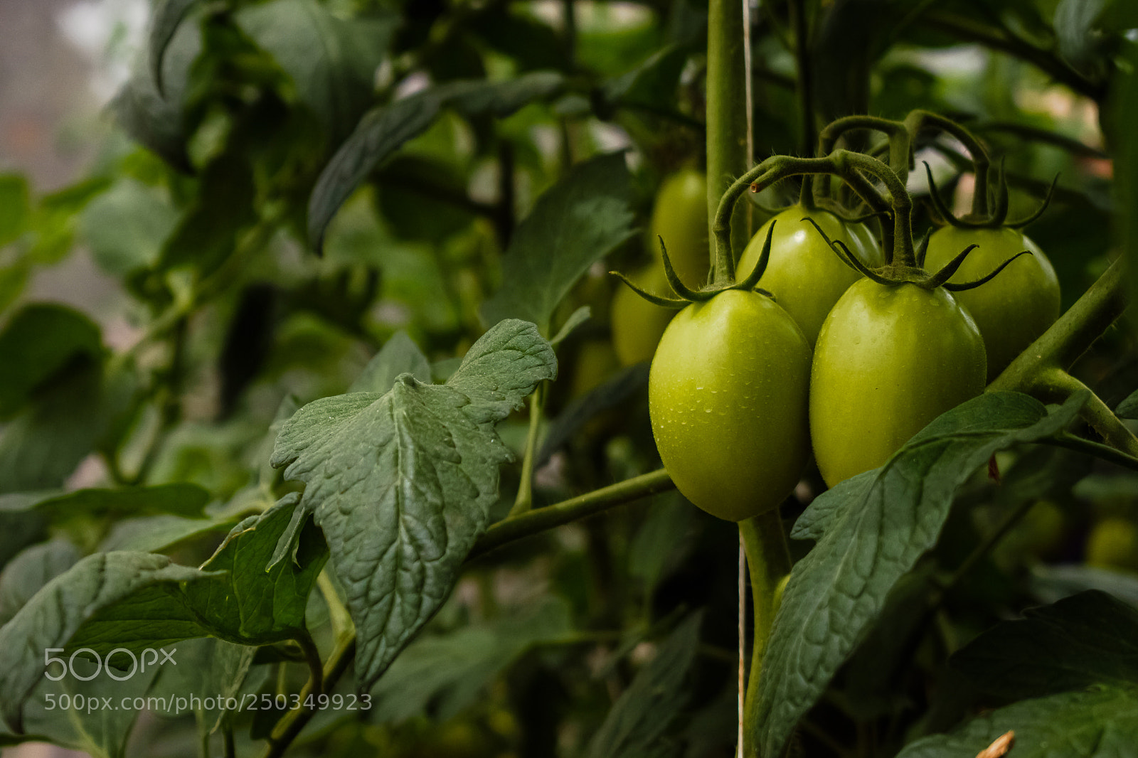 Nikon D5500 sample photo. Harvest of tomatoes photography
