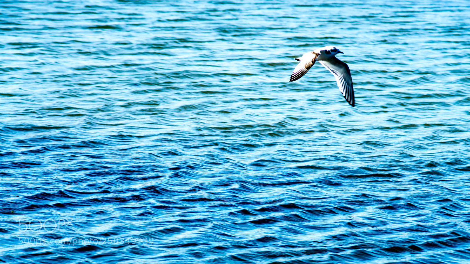 Sony a6000 sample photo. Dsc photography