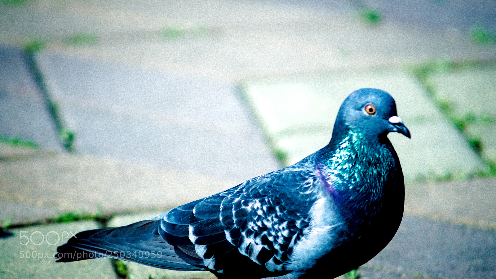 Sony a6000 sample photo. Dsc photography