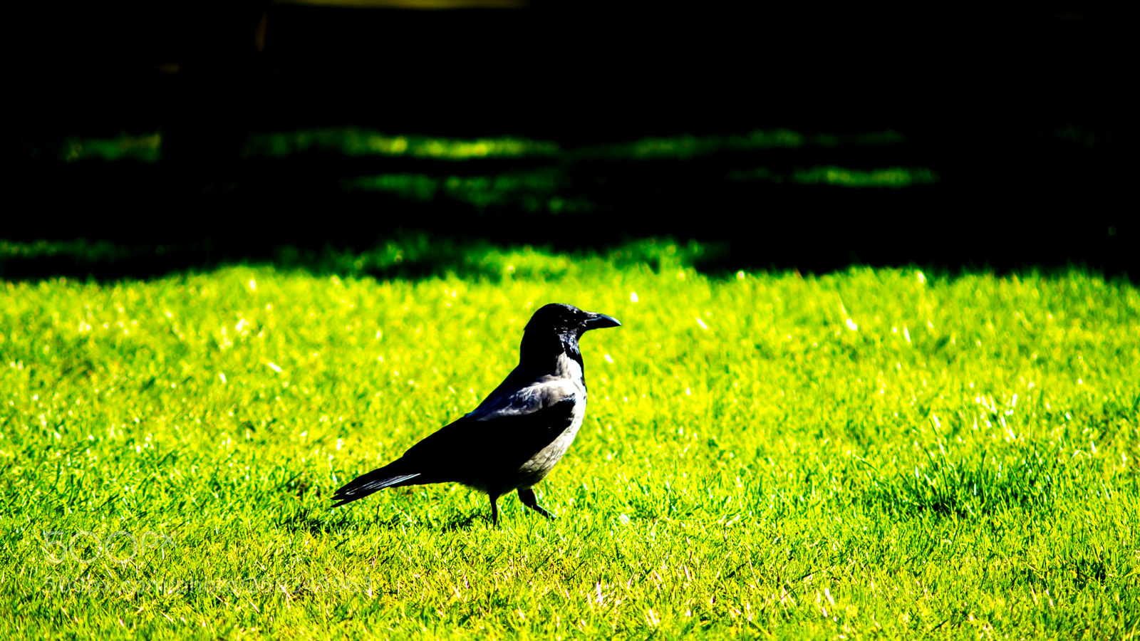 Sony a6000 sample photo. Dsc photography