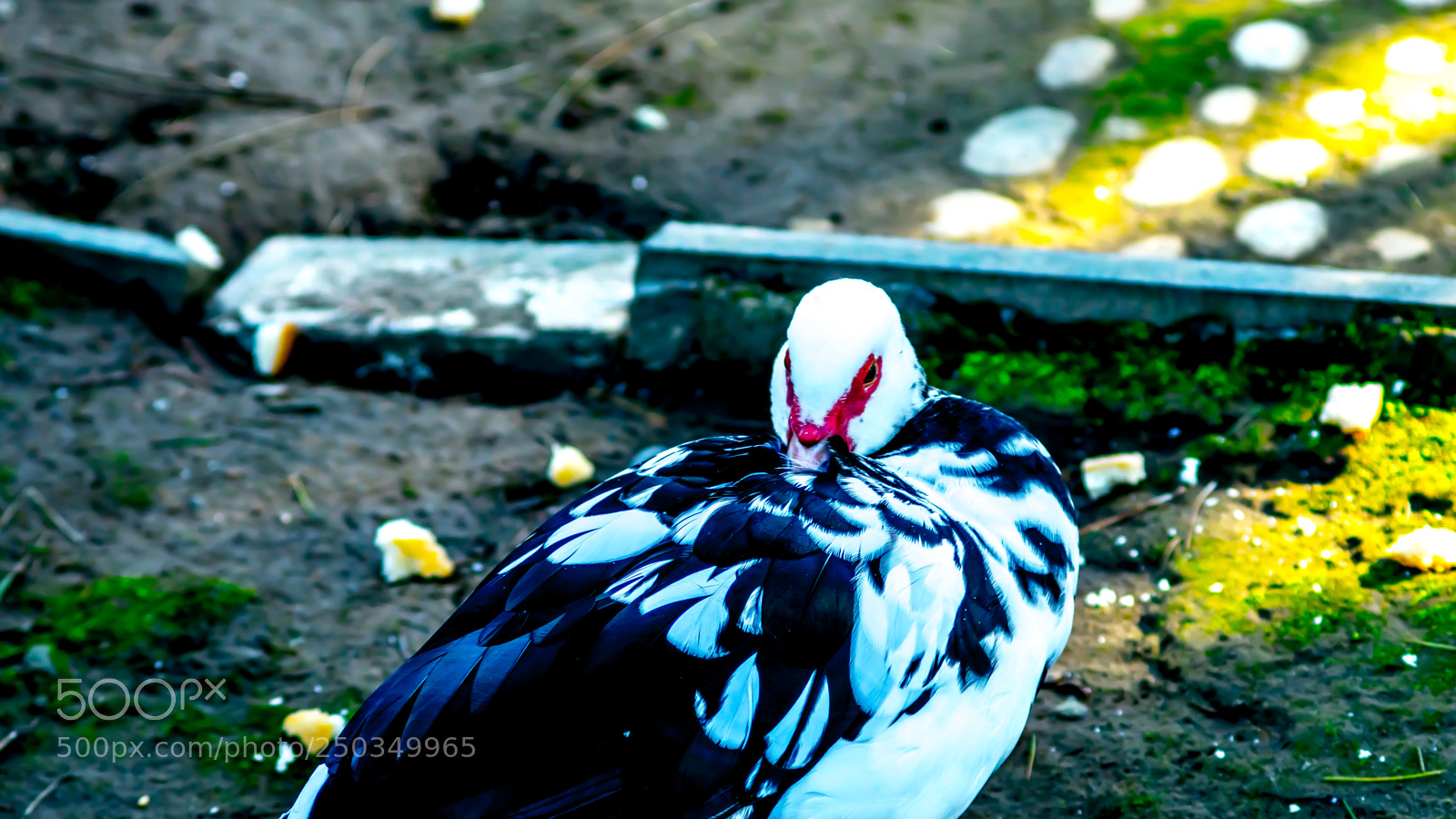 Sony a6000 sample photo. Dsc photography