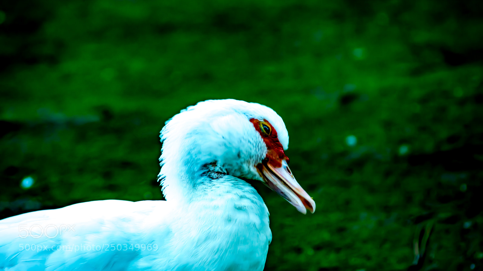 Sony a6000 sample photo. Dsc photography