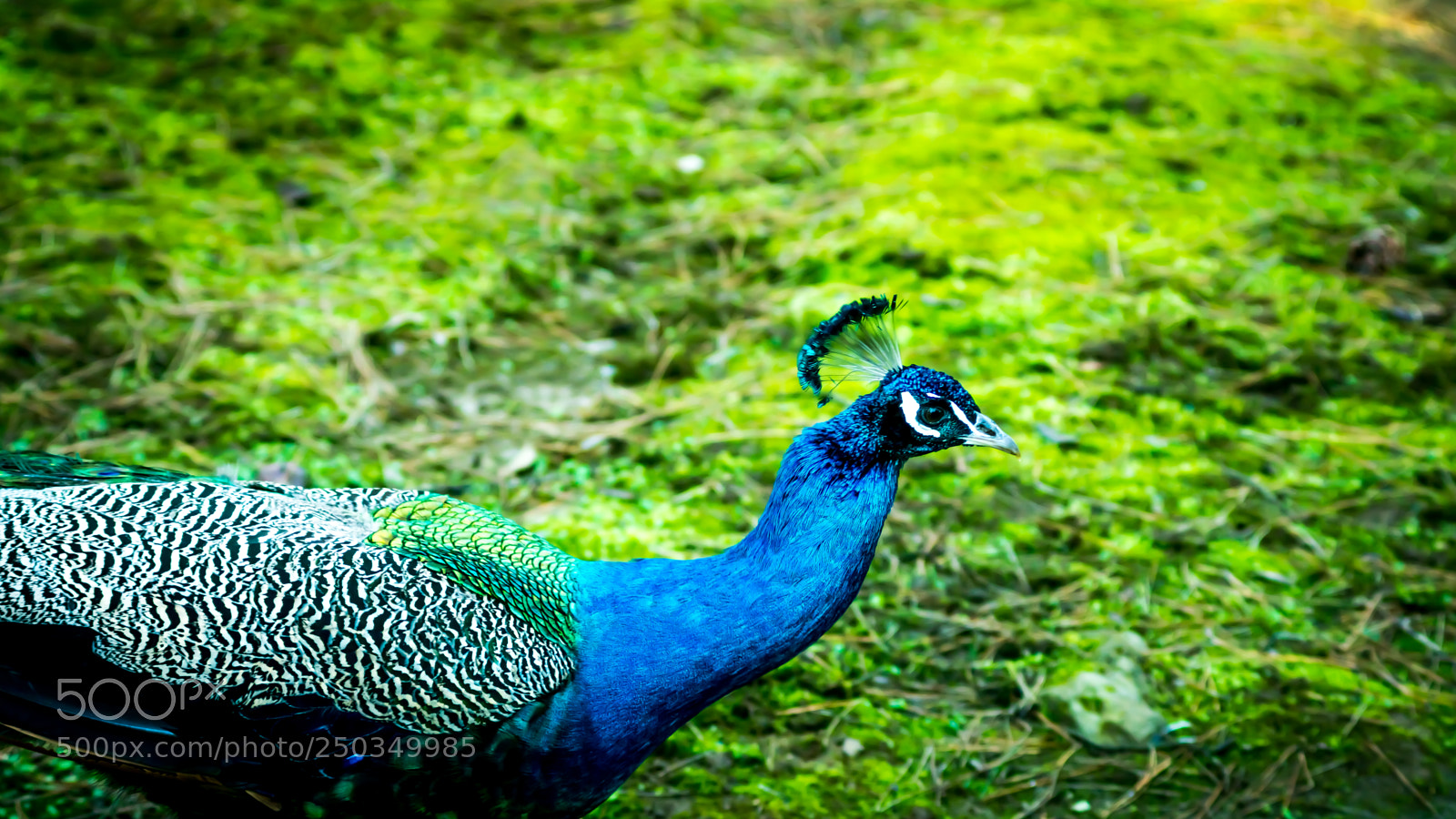 Sony a6000 sample photo. Dsc photography