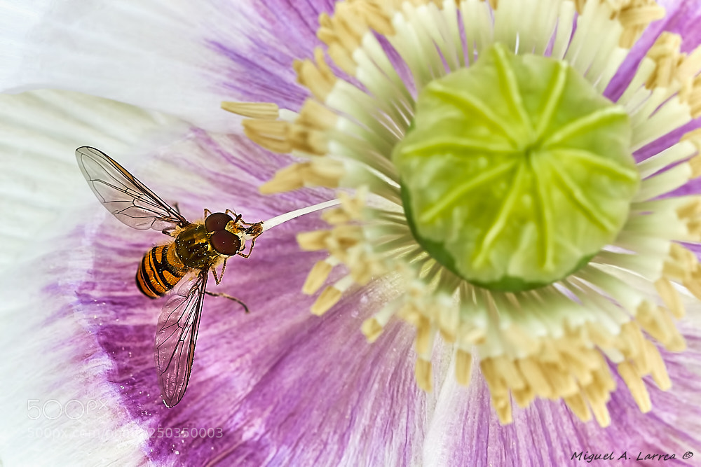 Sony ILCA-77M2 sample photo. The poppy and the photography