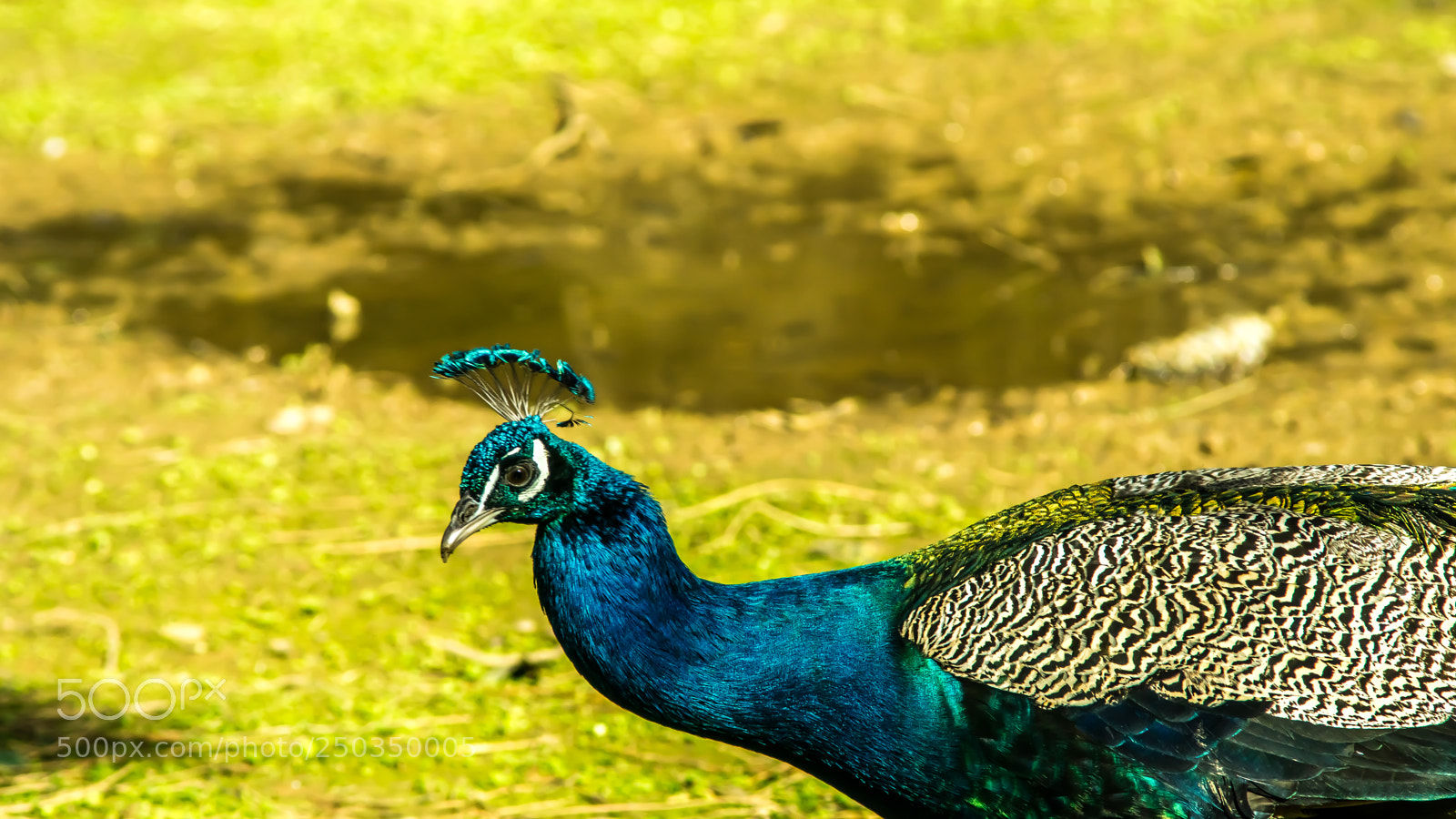 Sony a6000 sample photo. Dsc photography