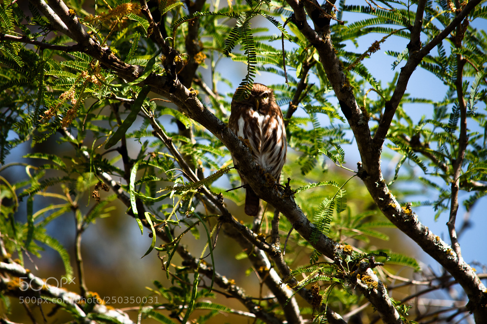 Nikon D5500 sample photo. Owl in a three photography