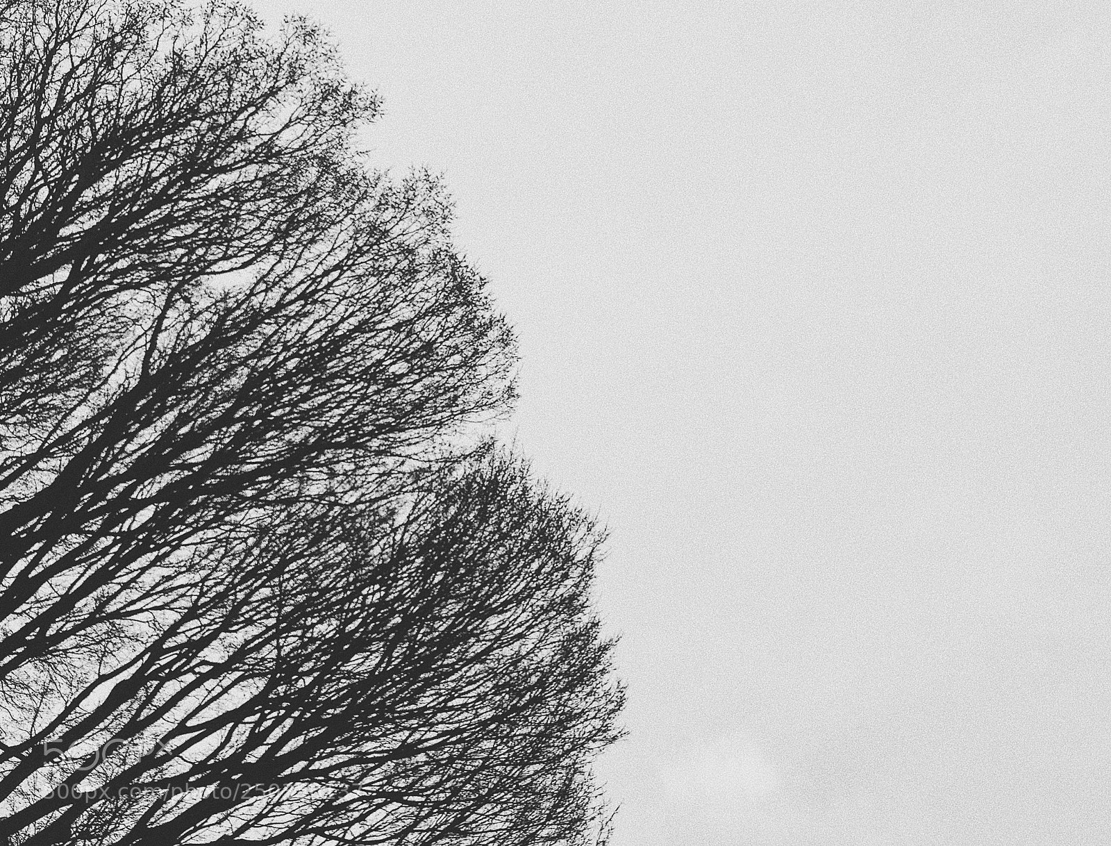 Apple iPhone 8 Plus sample photo. Sticks 2～ photography