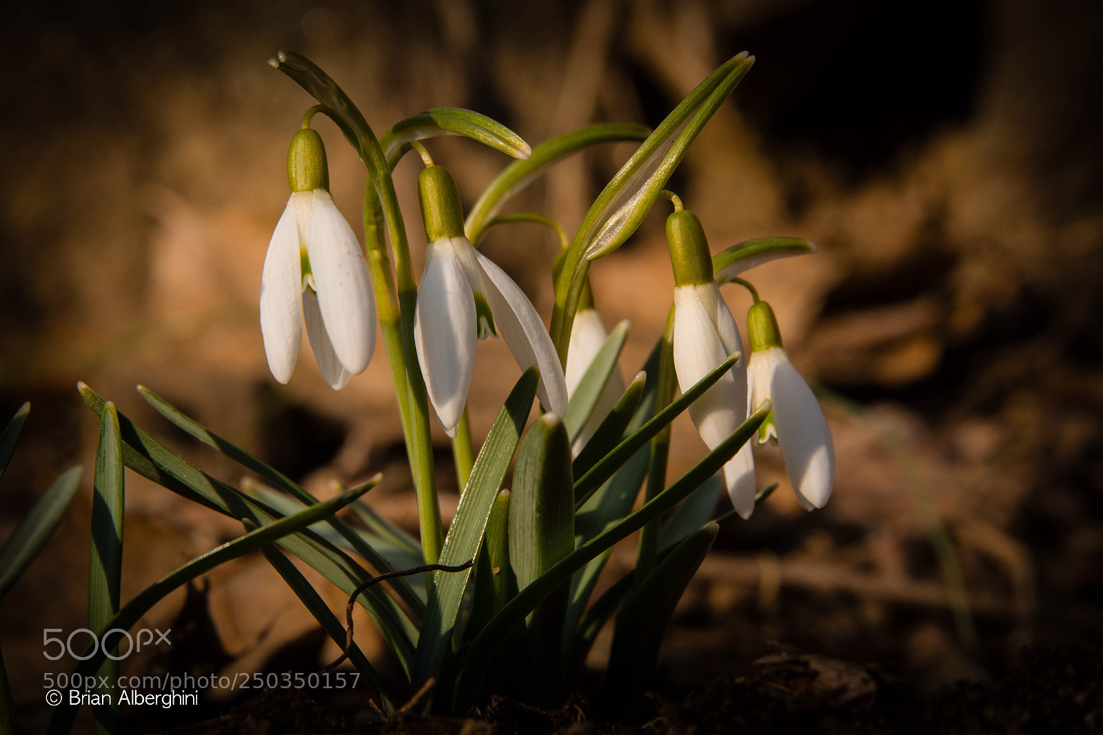 Nikon D7100 sample photo. Snow drops photography