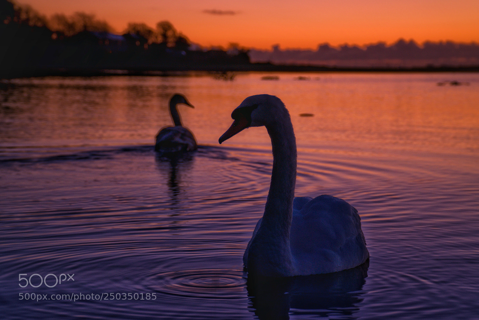 Sony a6500 sample photo. Such beautiful creatures photography