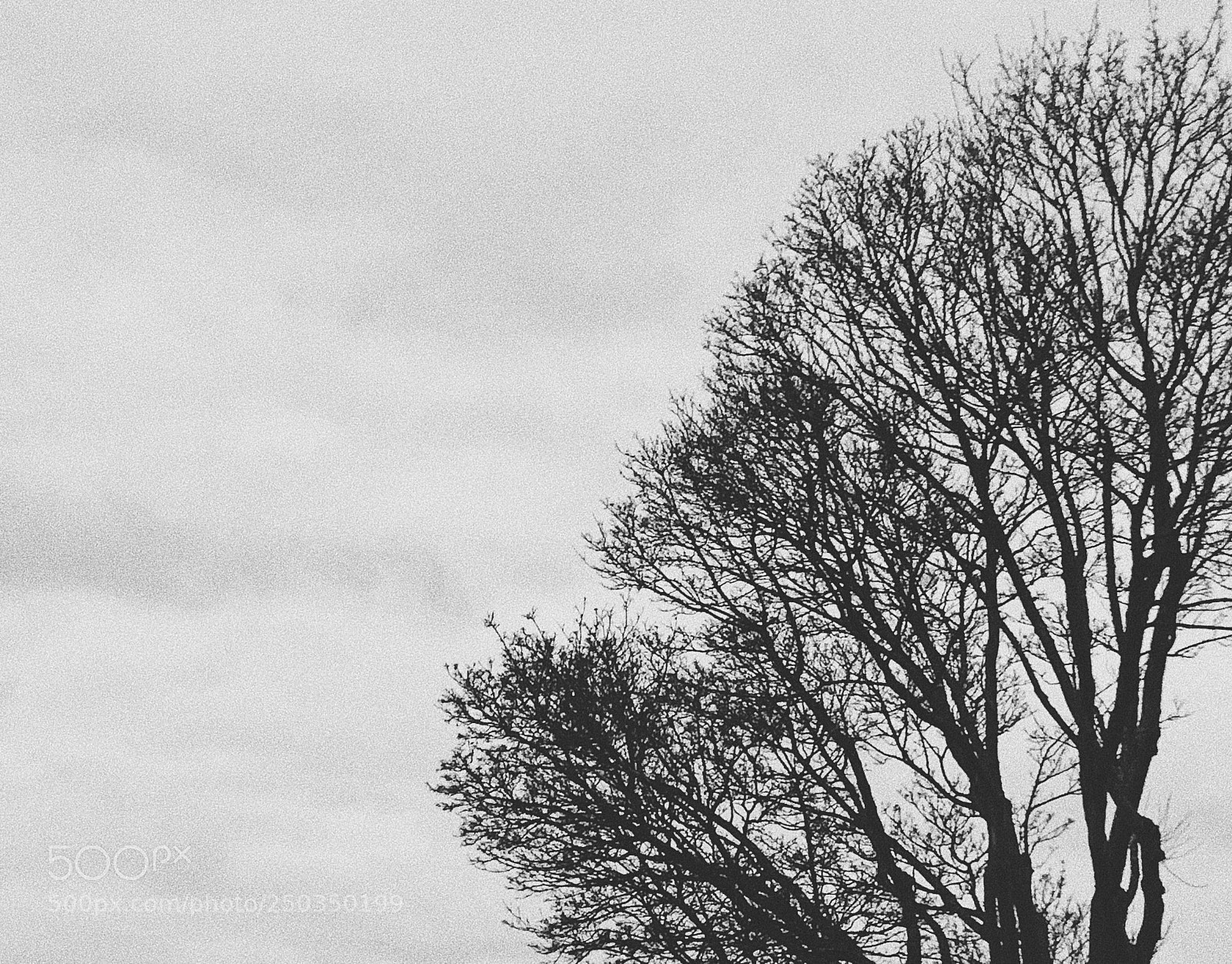 Apple iPhone 8 Plus sample photo. Sticks 3 photography