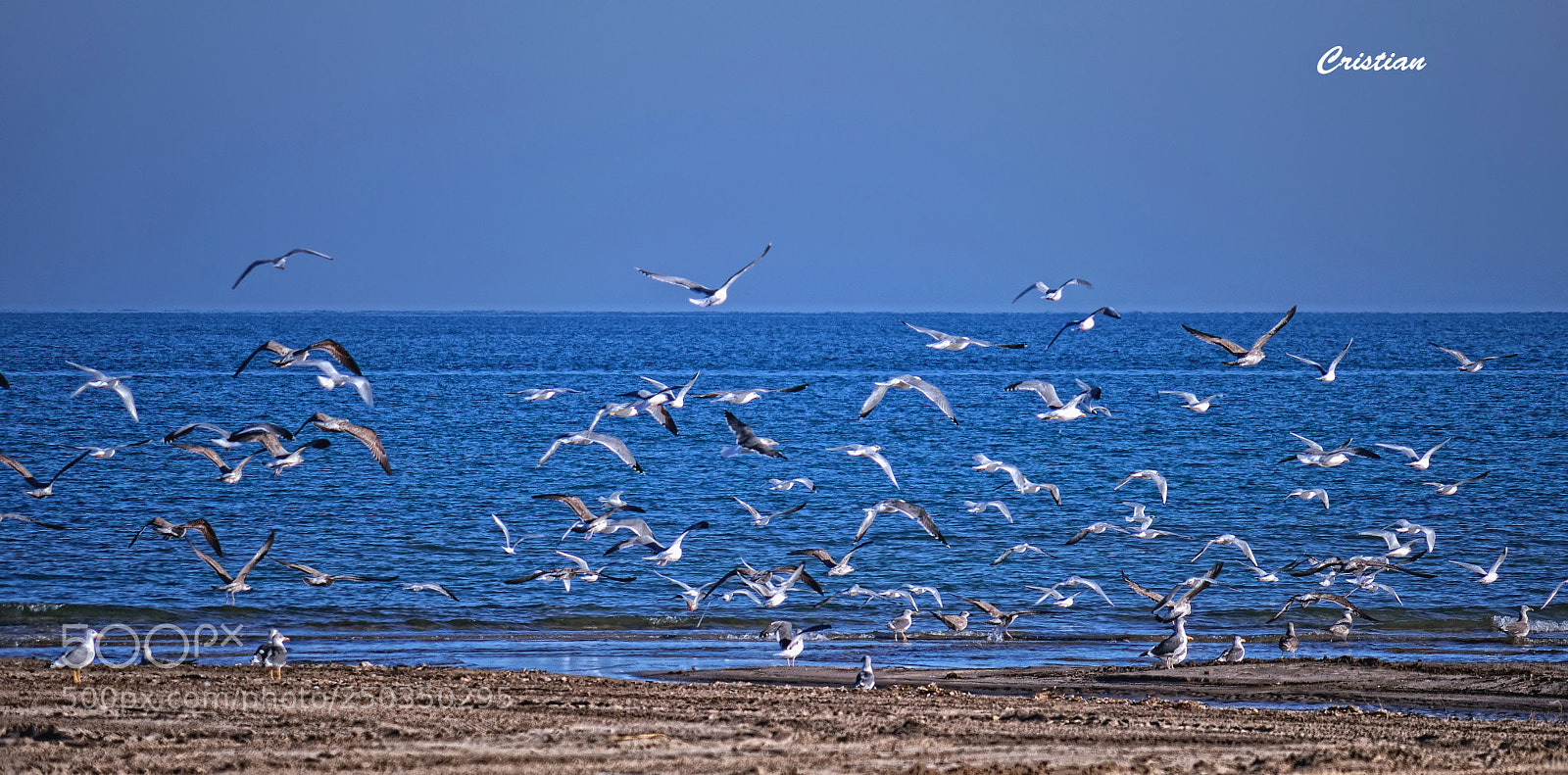 Nikon D3200 sample photo. Sea & seagulls photography