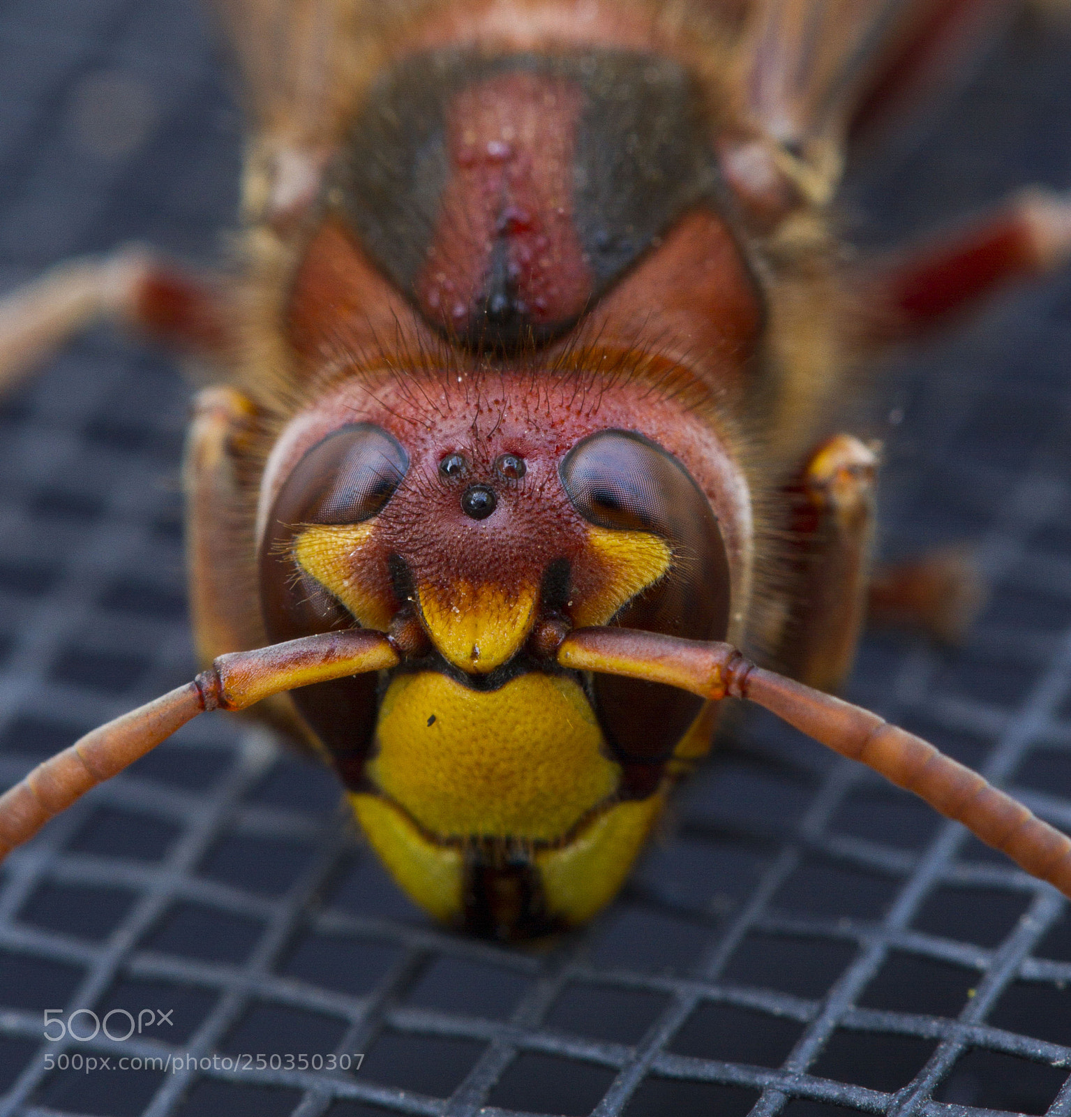 Canon EOS 7D sample photo. To cold to fly photography