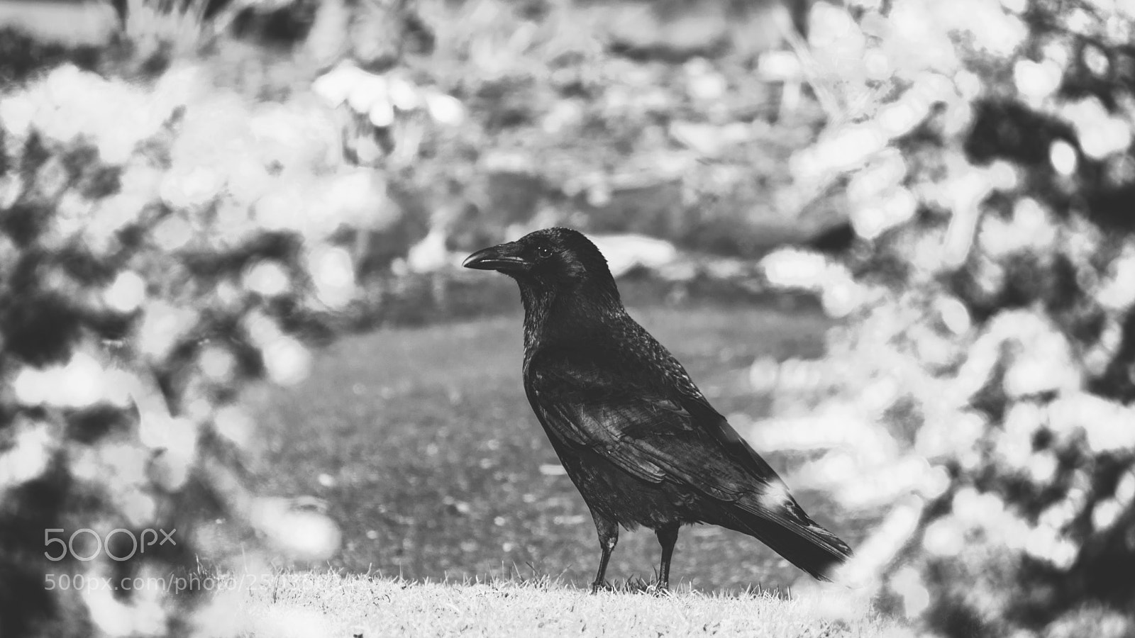 Nikon D3300 sample photo. In the hollow photography