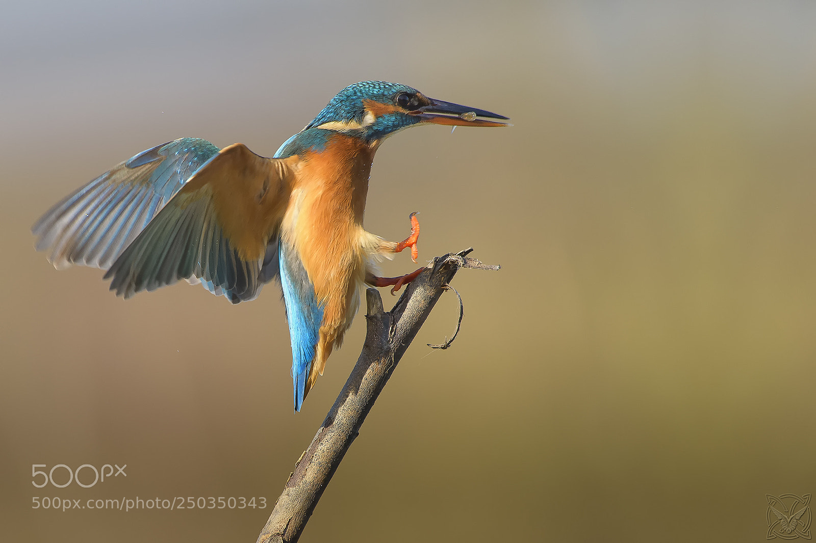Nikon D4S sample photo. Alcedo atthis, martin pescatore photography