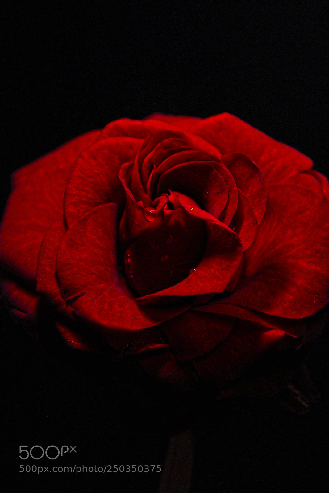 Nikon D5000 sample photo. Red in red photography