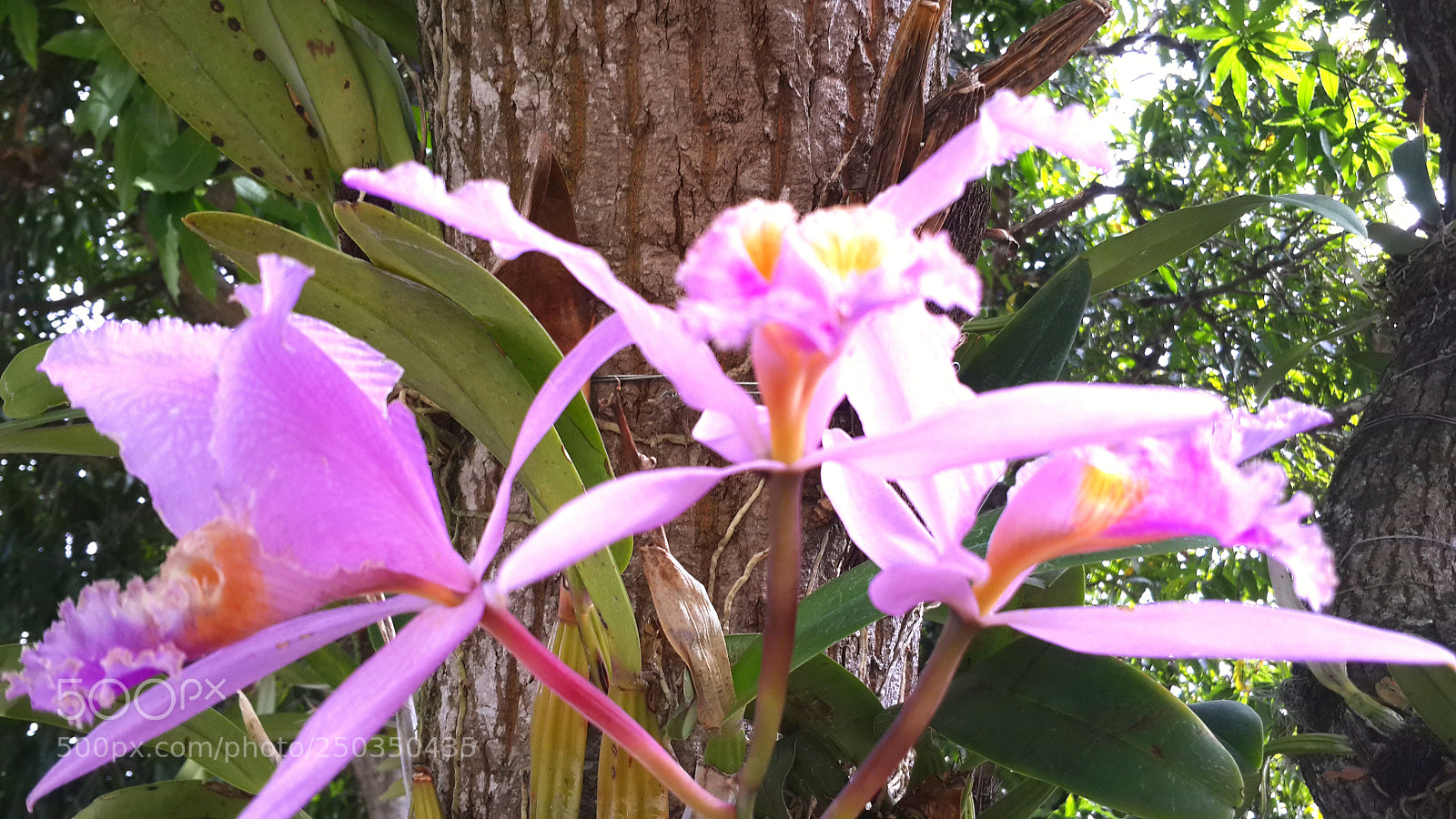 Samsung Galaxy S4 sample photo. Untitled photography