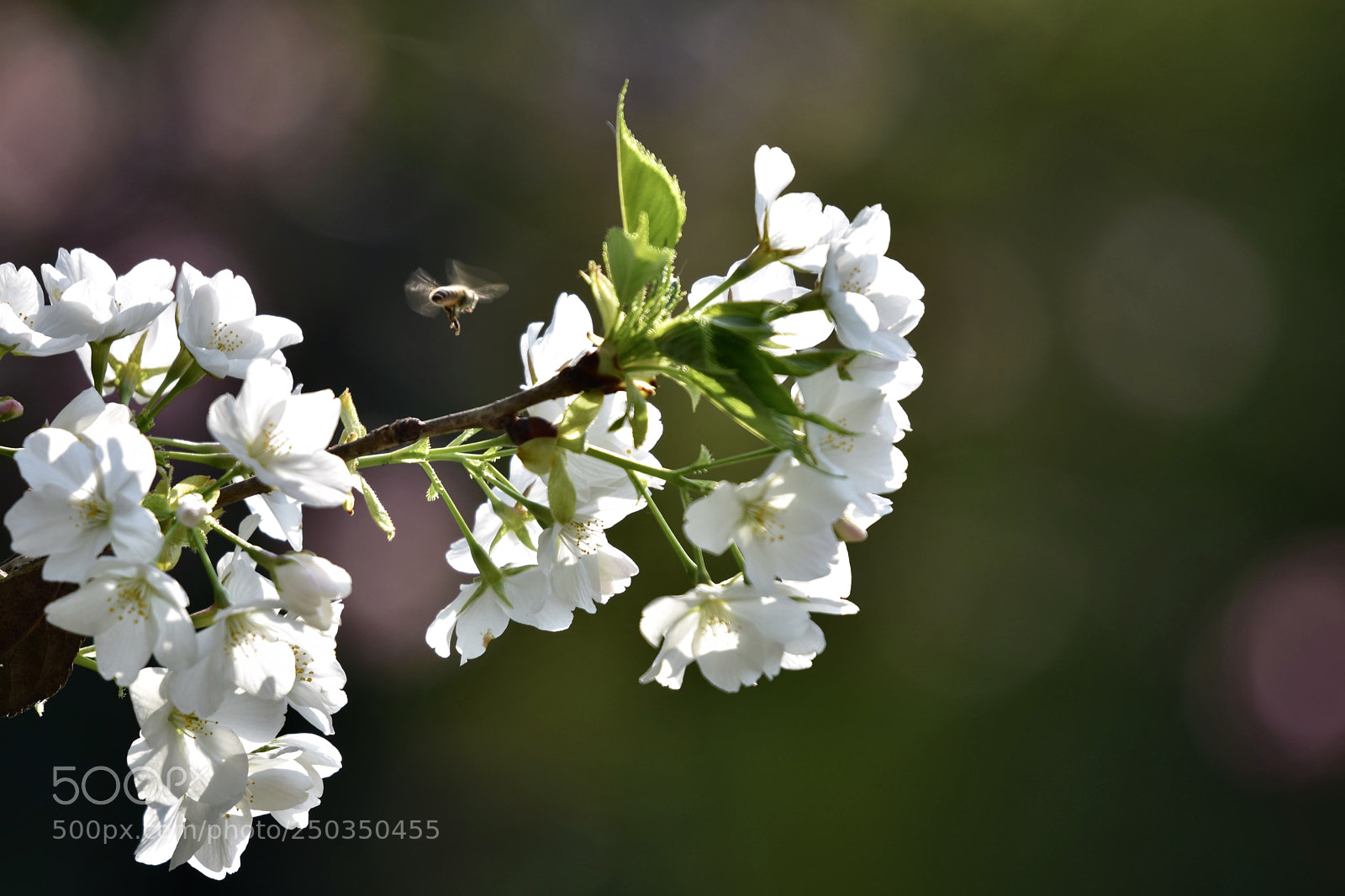 Nikon D7200 sample photo. Flowers photography