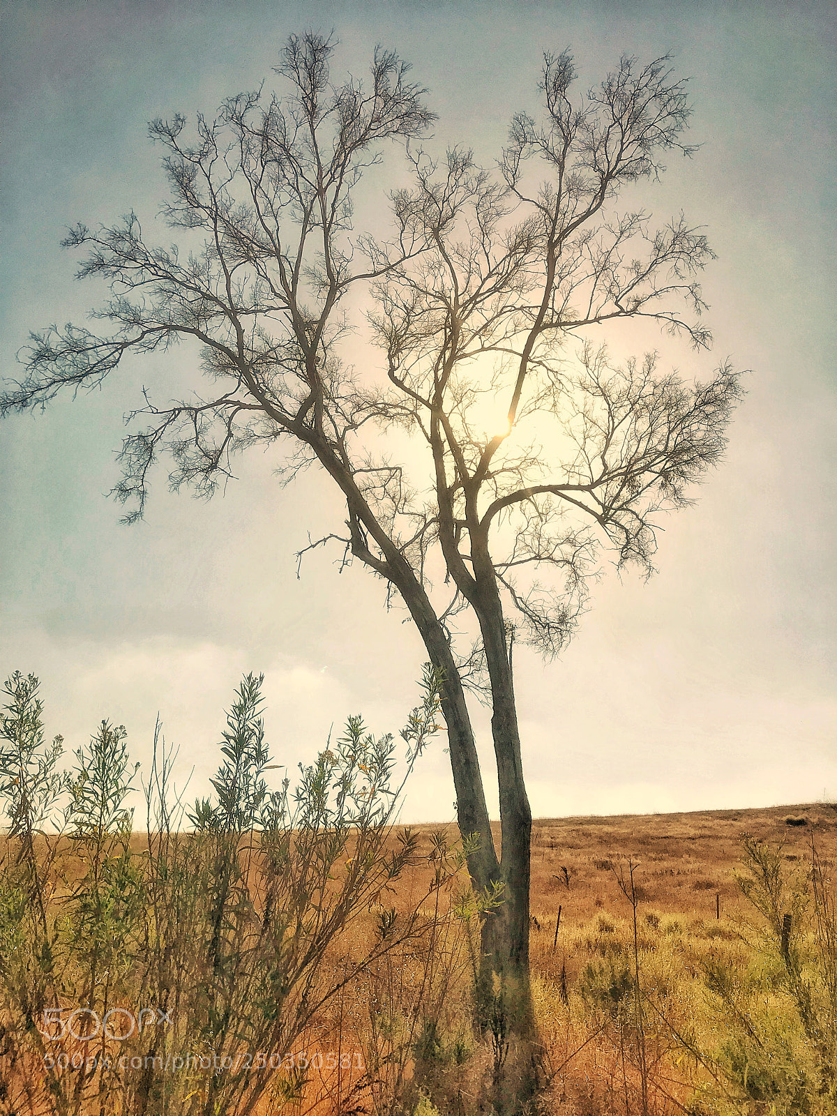 Apple iPhone 7 sample photo. Untitled photography