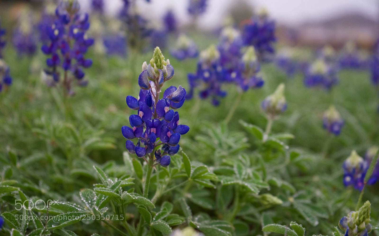 Sony a7 II sample photo. Untitled photography