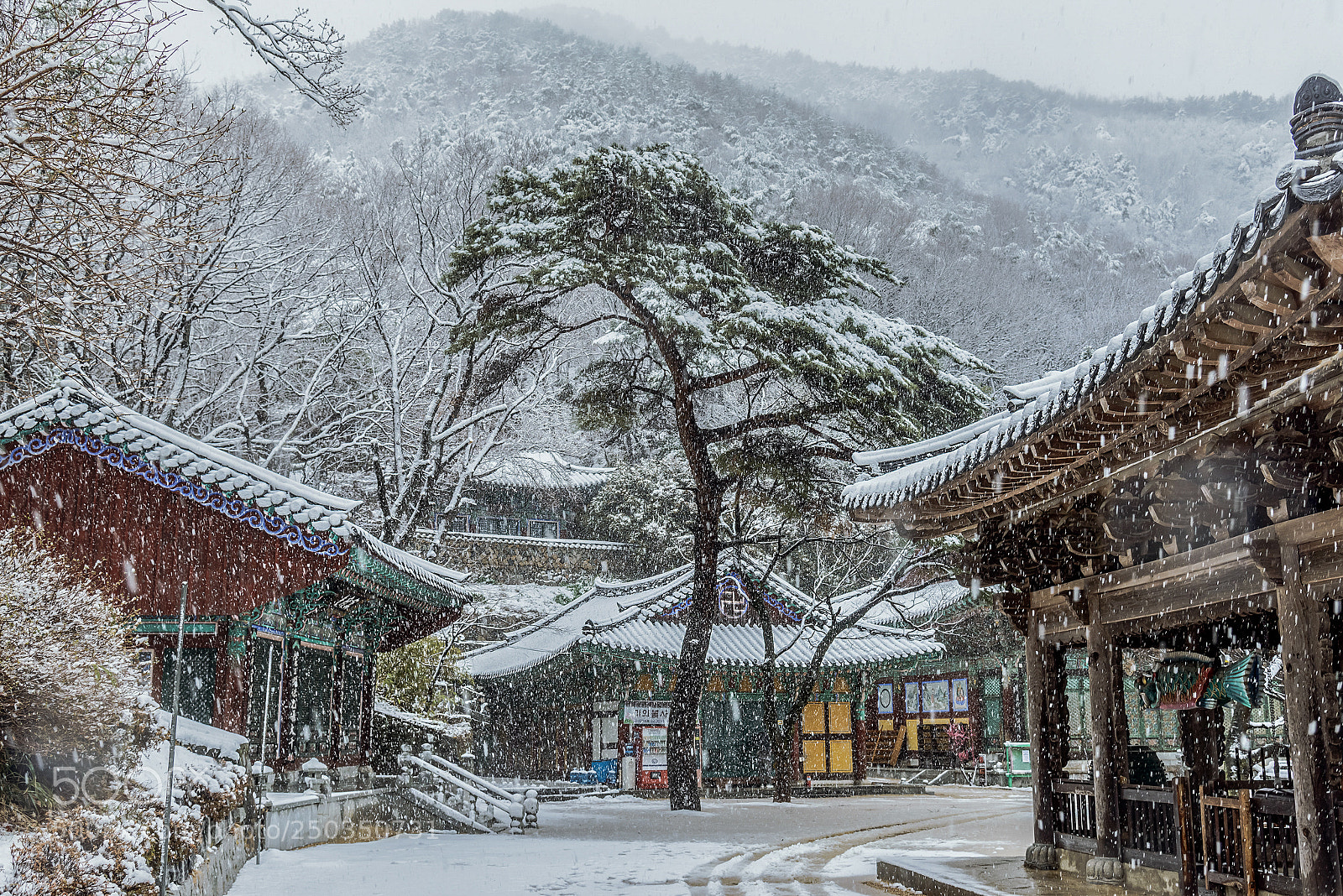 Nikon D800 sample photo. Buddhist temple photography
