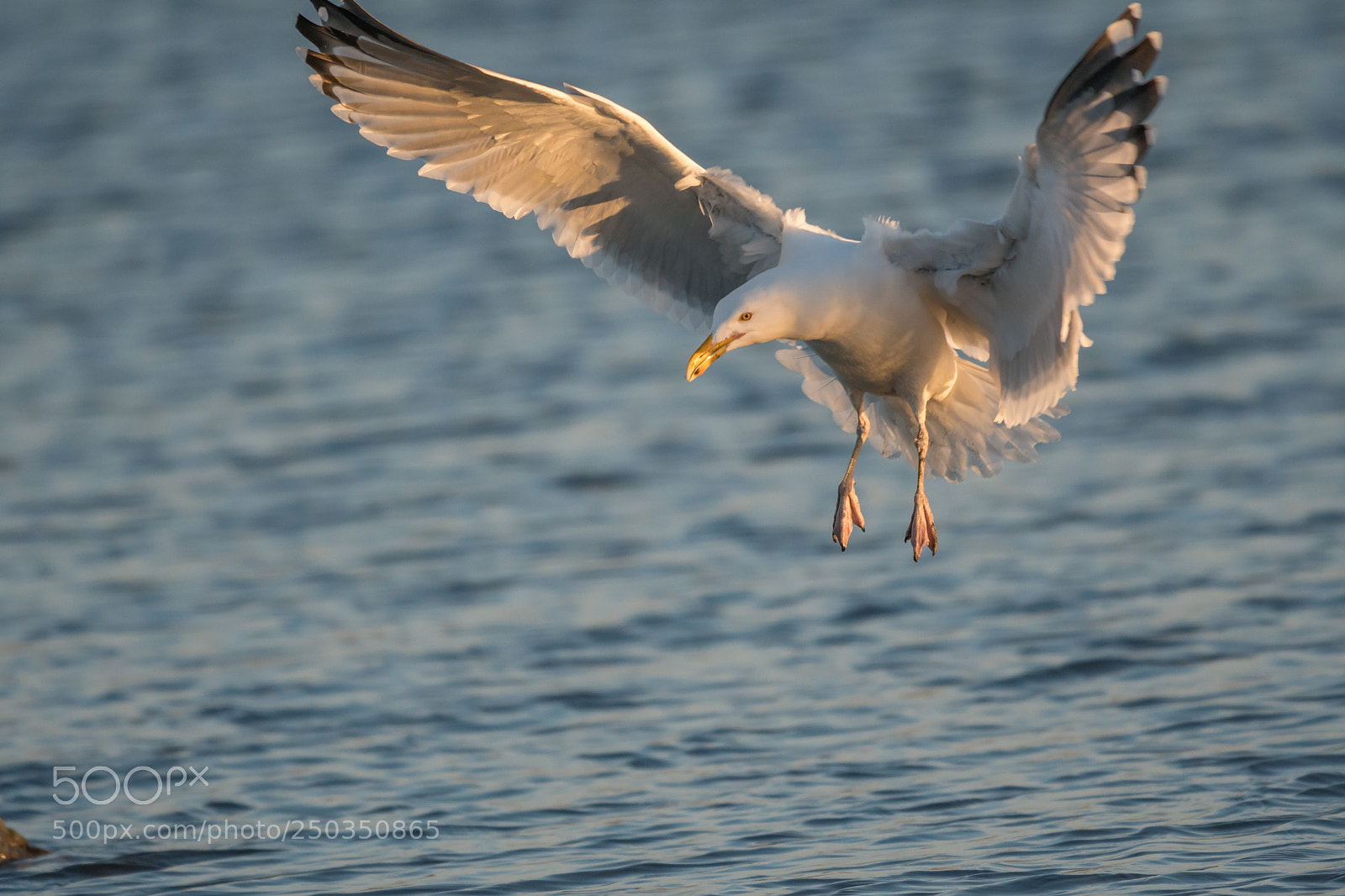 Nikon D500 sample photo. Landing photography