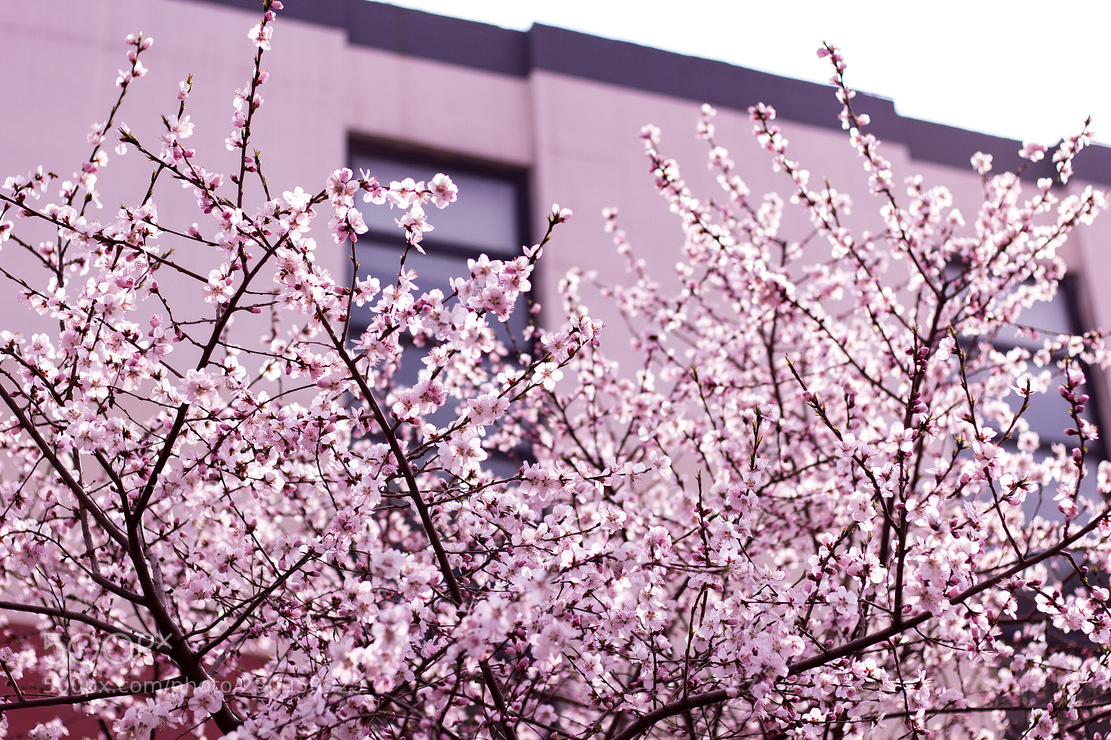 Canon EOS 60D sample photo. 校春 photography