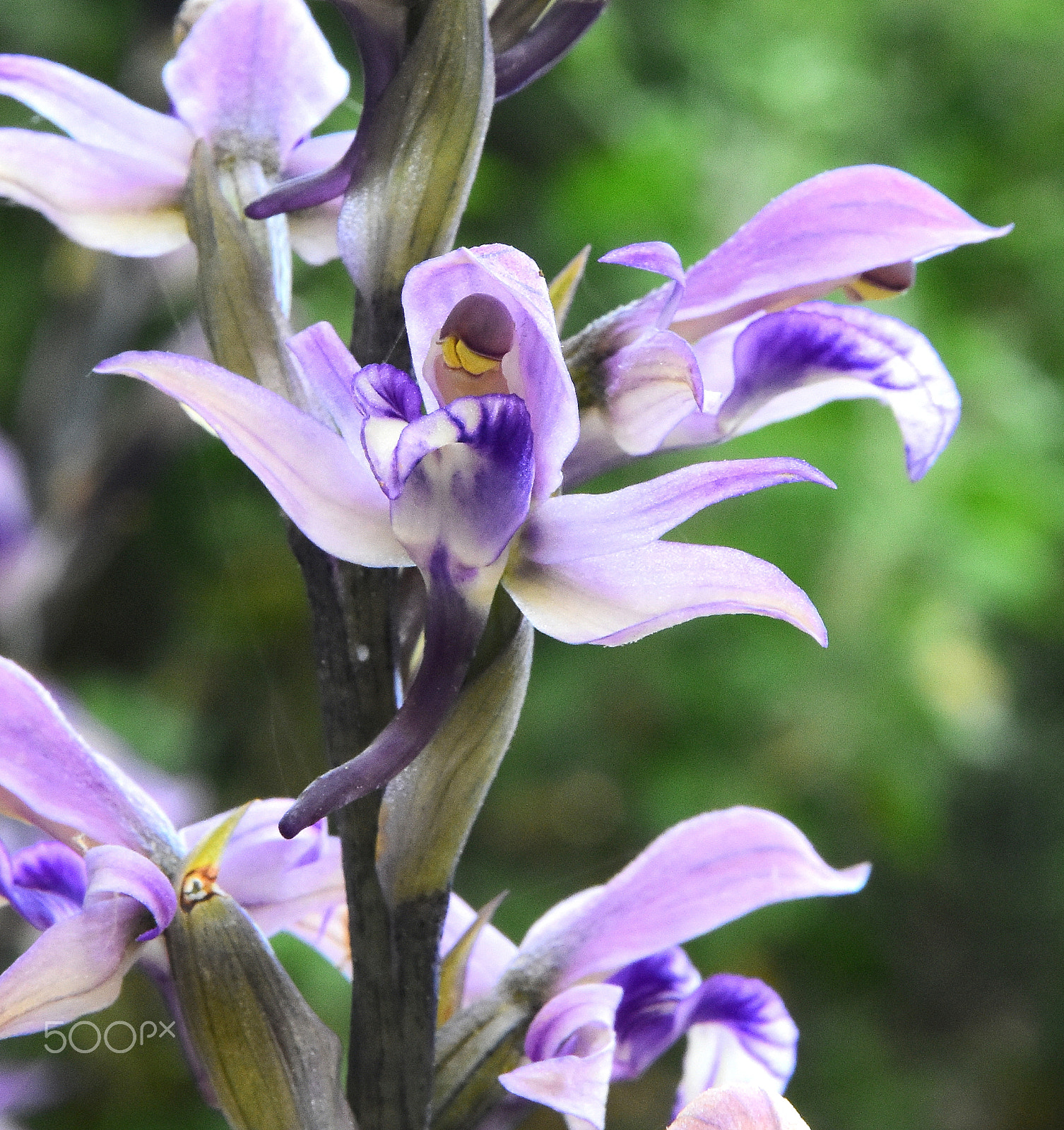 Nikon D7200 sample photo