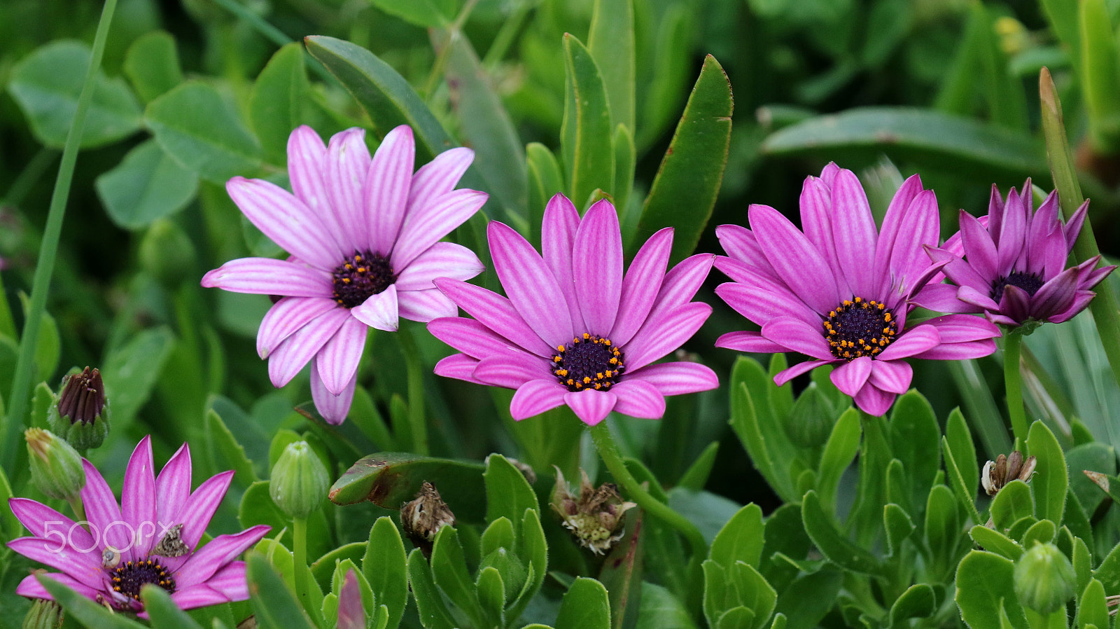 Canon EOS 7D Mark II sample photo. Colors photography