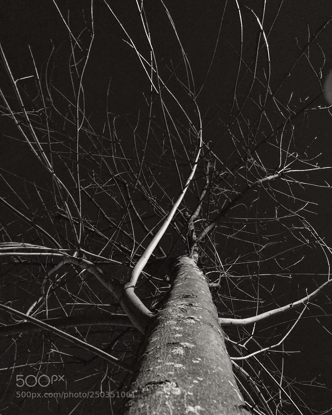 Apple iPhone 7 Plus sample photo. Dead tree -black and photography