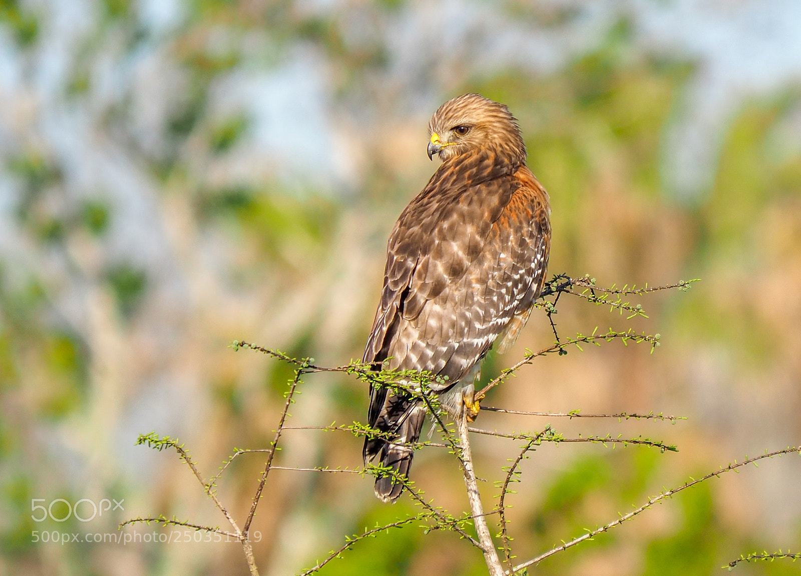 Olympus OM-D E-M1 Mark II sample photo. Hawk photography