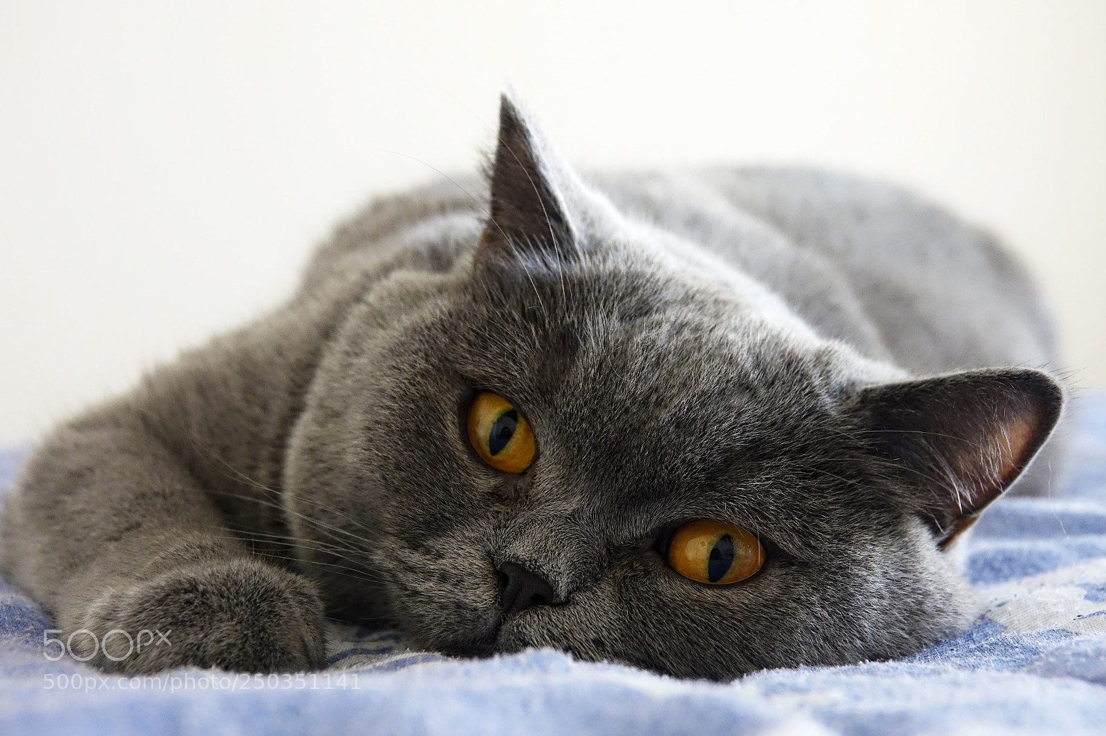 Sony Cyber-shot DSC-RX10 III sample photo. A cat photography