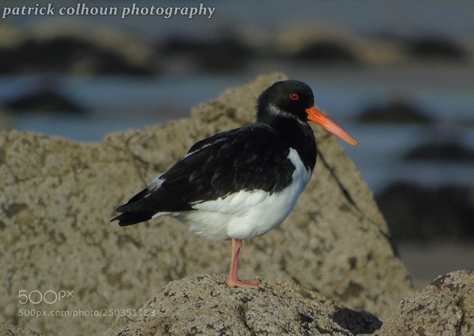 Sony Cyber-shot DSC-H400 sample photo. Oystercatcher photography