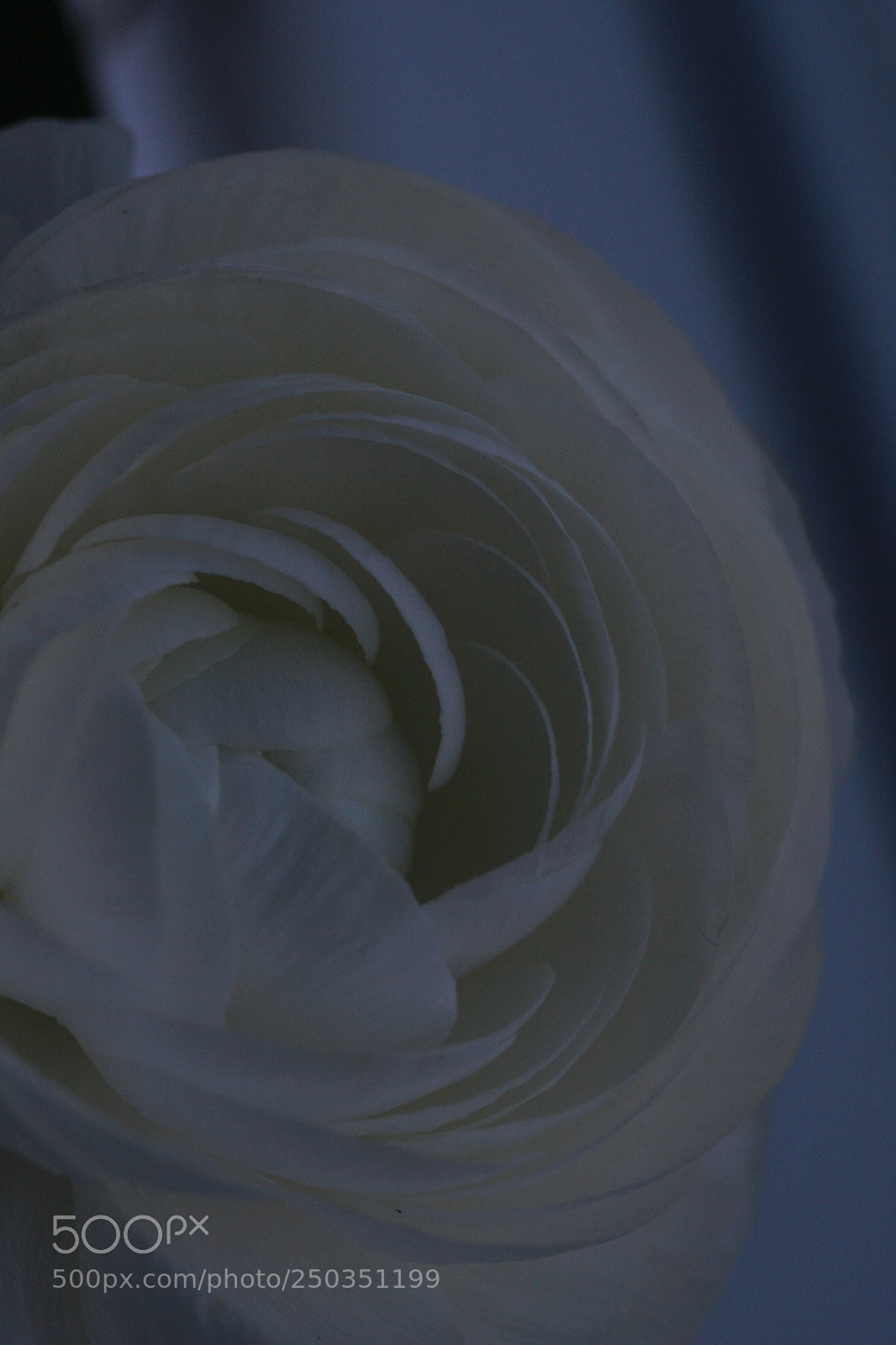 Canon EOS 40D sample photo. Delicate photography