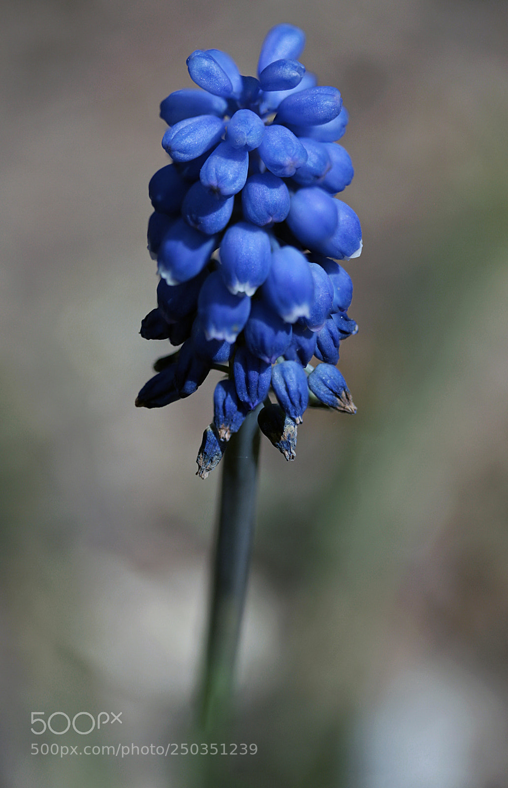 Canon EOS 40D sample photo. Grape hyacinth photography