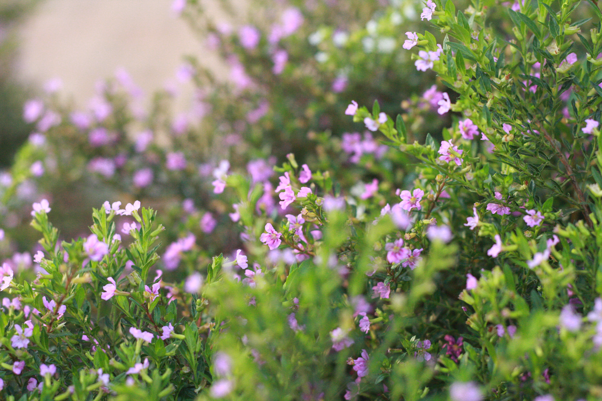 Canon EOS 40D + Canon EF 50mm F1.8 II sample photo. Flower garden photography