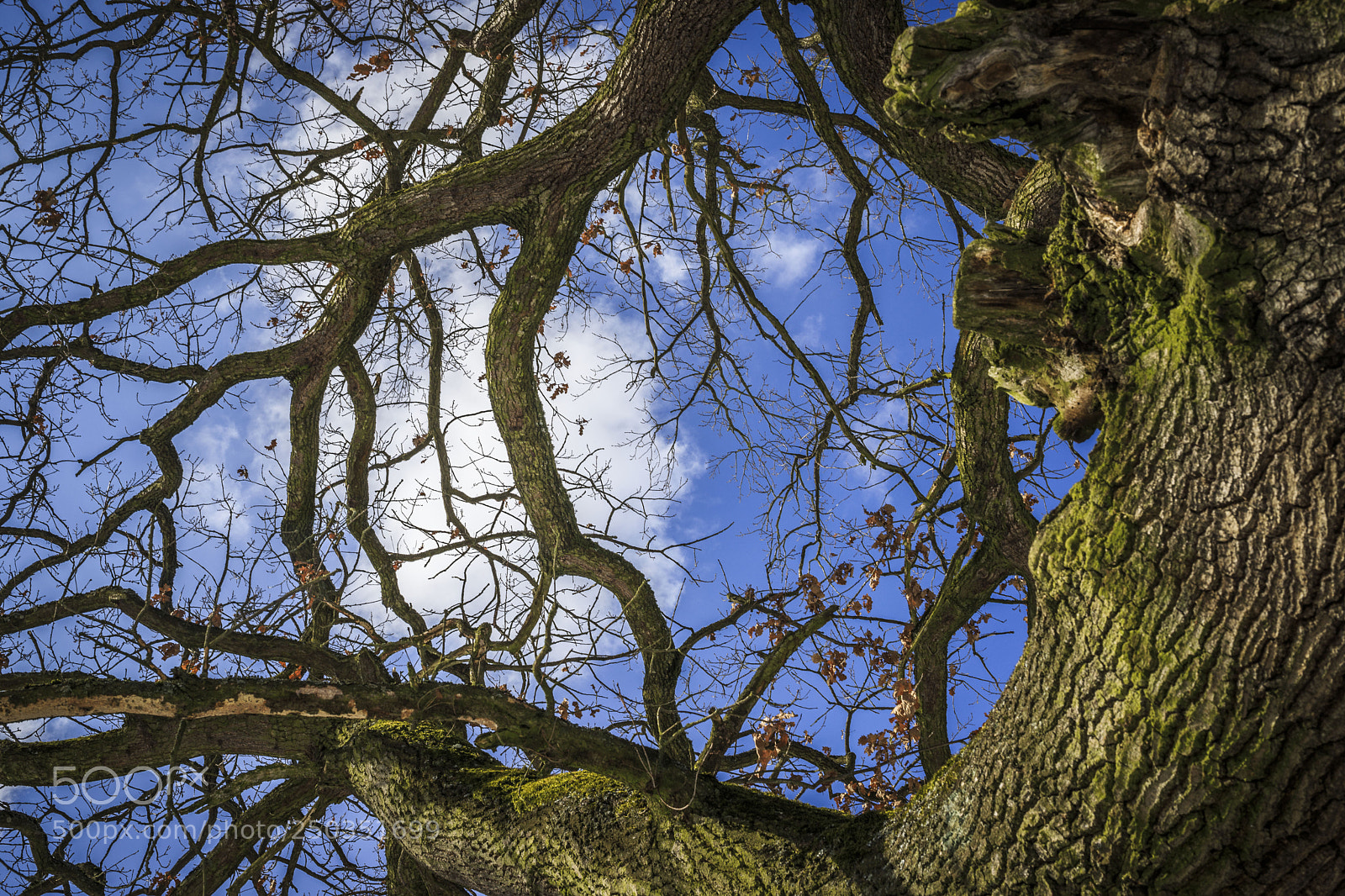 Canon EOS 6D Mark II sample photo. Just a tree photography