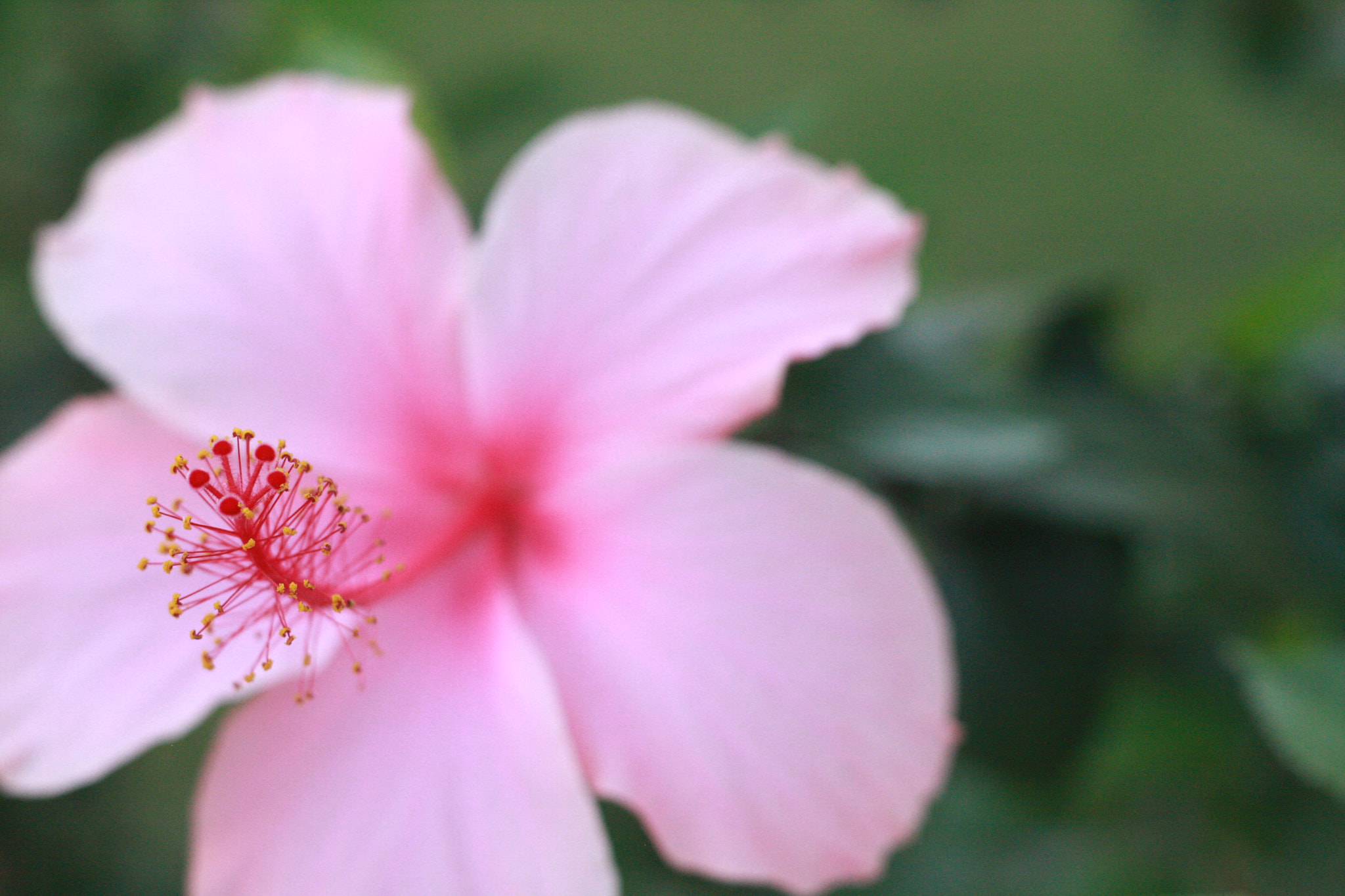 Canon EOS 40D + Canon EF 50mm F1.8 II sample photo. Up close and beautiful photography