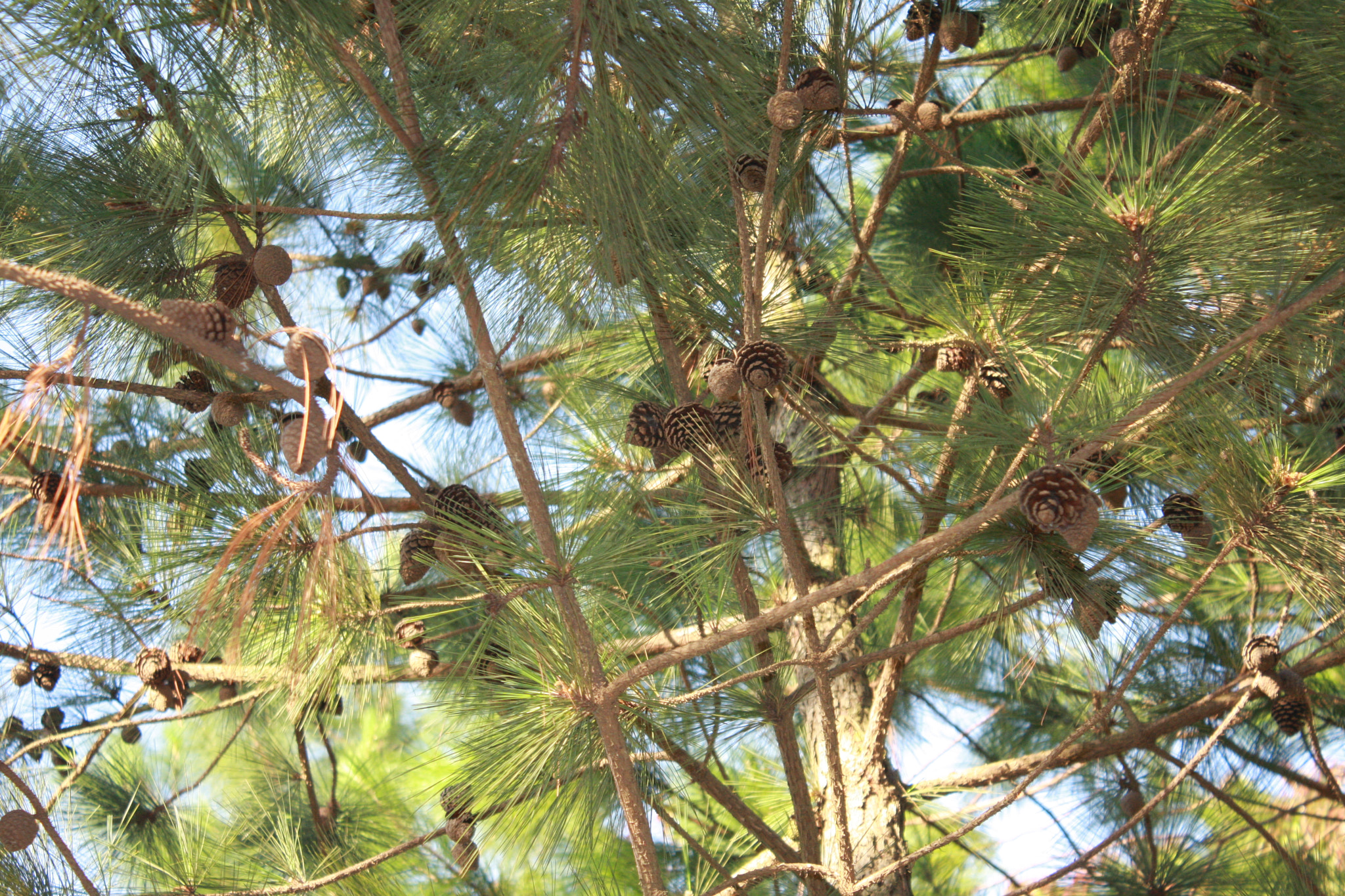 Canon EOS 40D sample photo. The pine cone garden photography